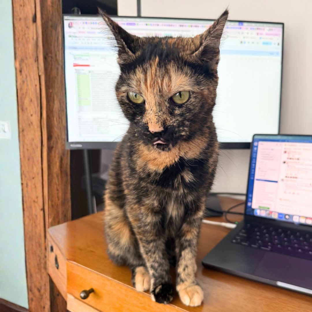 Minced Garlic