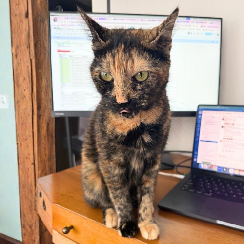 Minced Garlic, a cat for adoption from Brooklyn Bridge Animal Welfare Coalition, Inc.