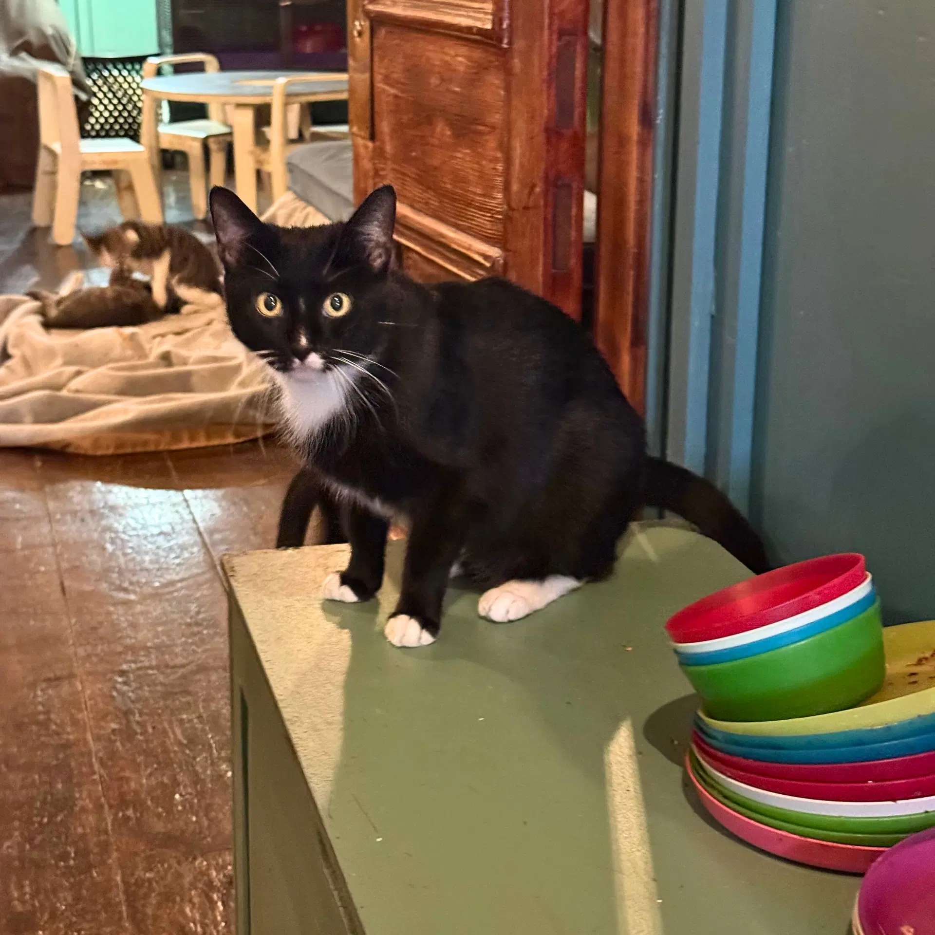 Rasputina - Domestic Short Hair