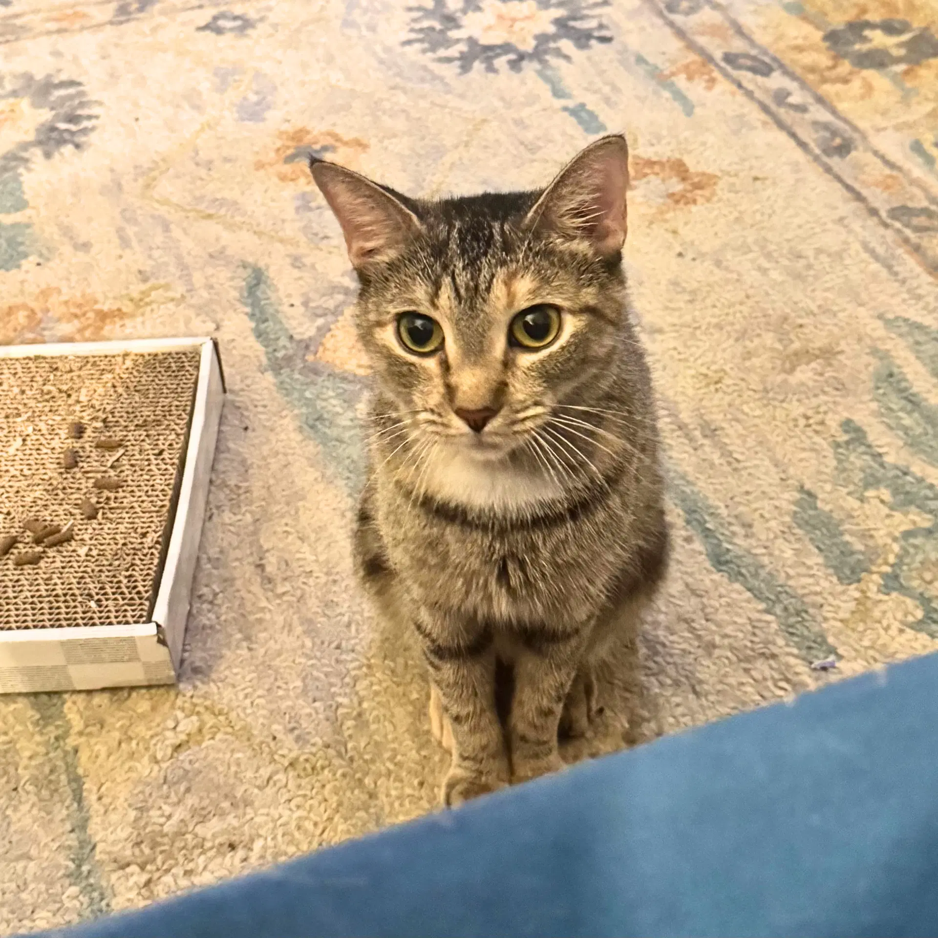 Luelle - Domestic Short Hair