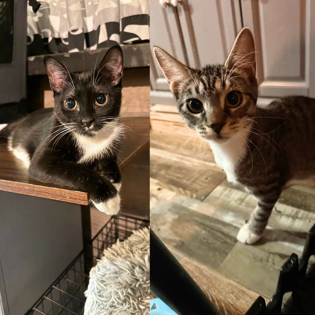 Curly  Lady Larry - Domestic Short Hair