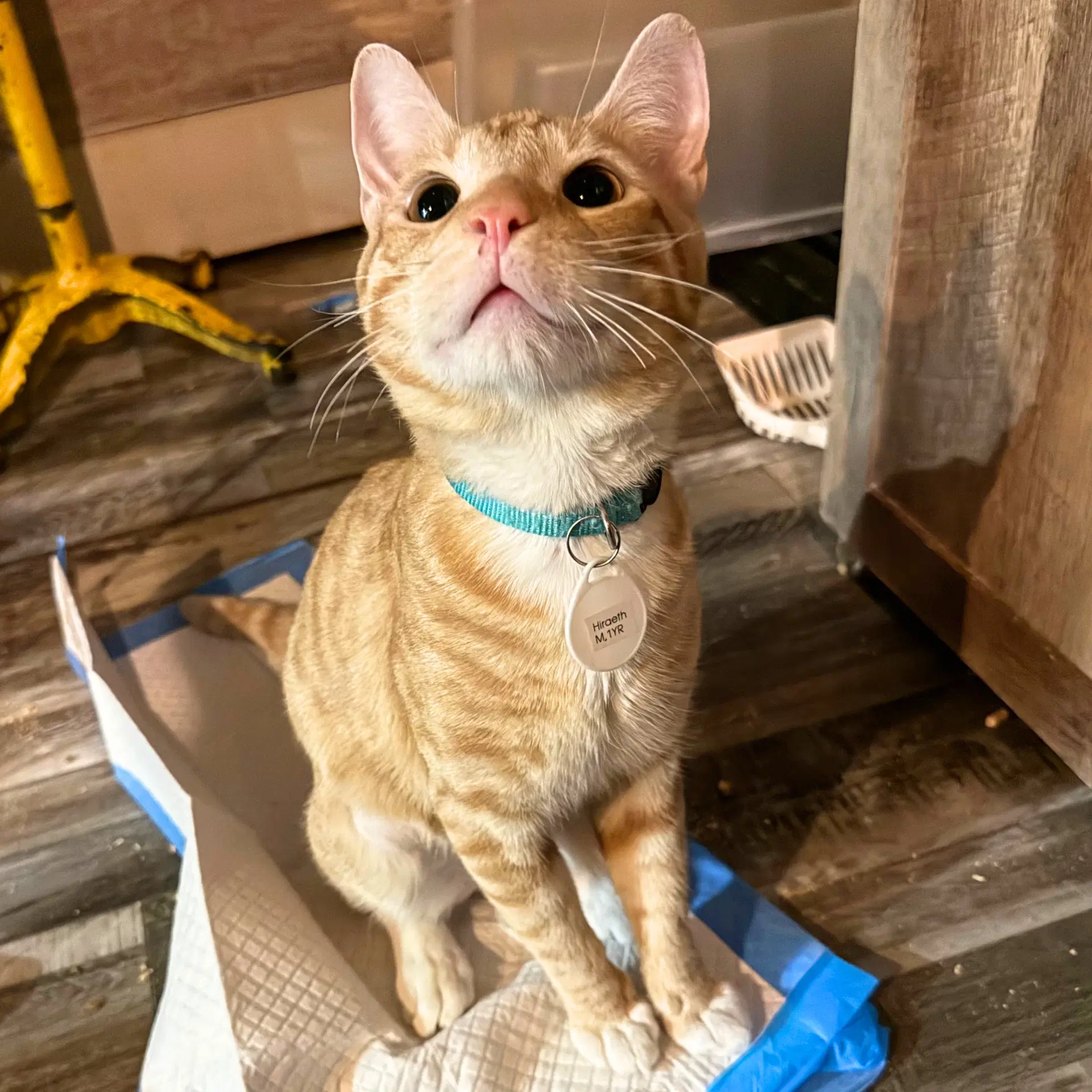 Hiraeth - Domestic Short Hair