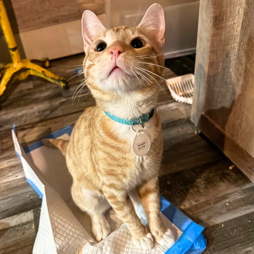 Hiraeth, a cat for adoption from Brooklyn Bridge Animal Welfare Coalition, Inc.
