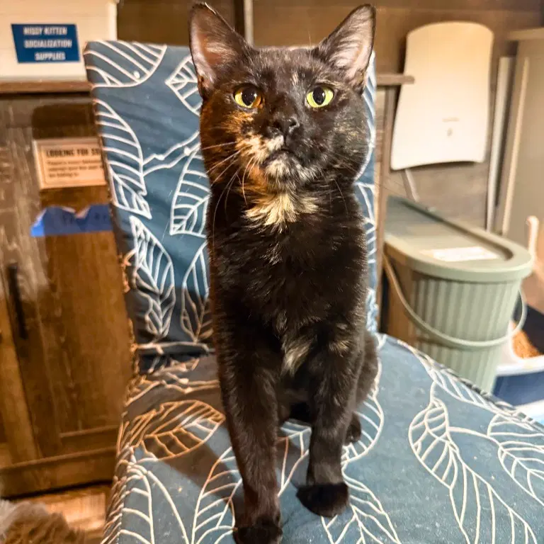 Pasilla - Domestic Short Hair