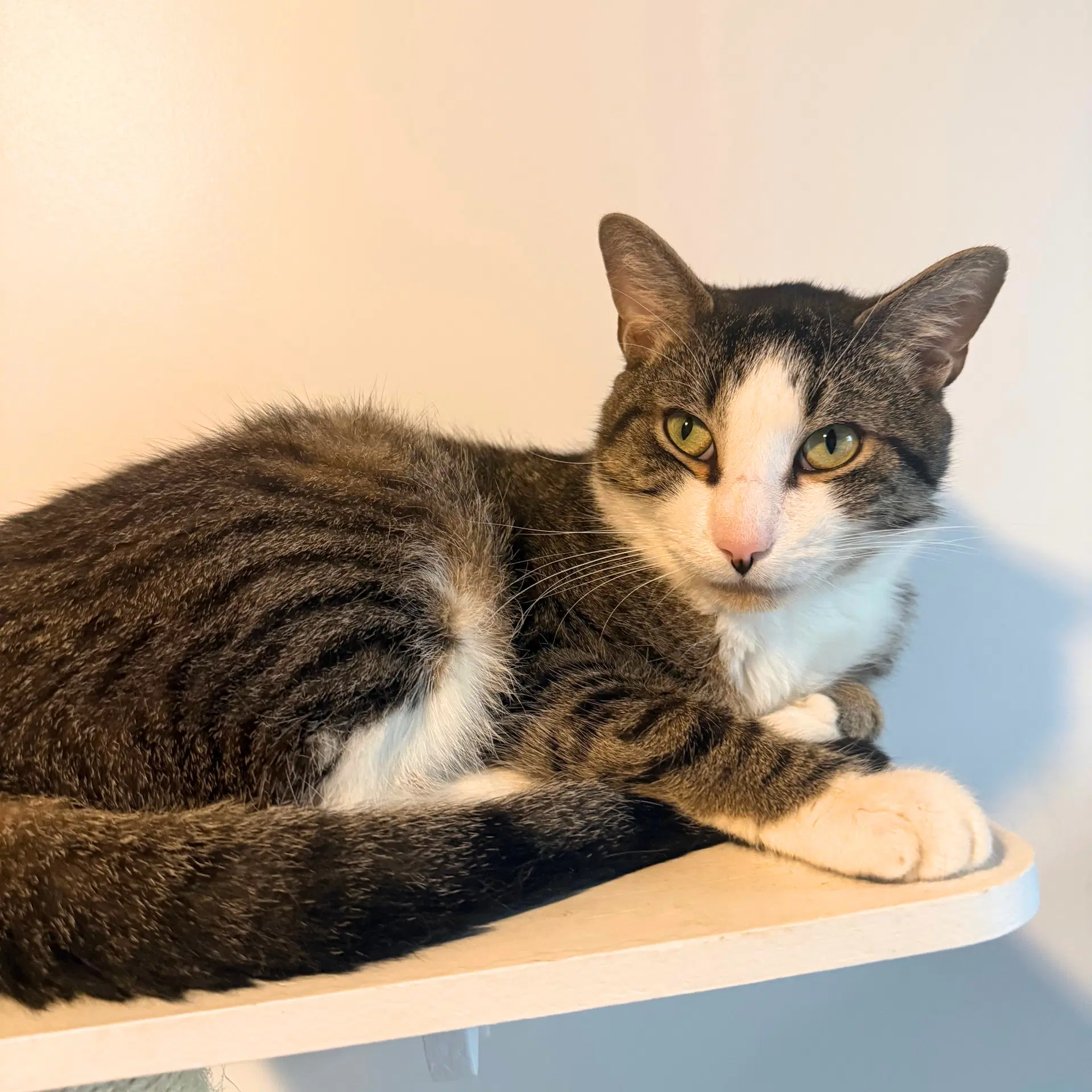 Pasquale - Domestic Short Hair