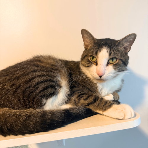 Pasquale, a cat for adoption from Brooklyn Bridge Animal Welfare Coalition, Inc.