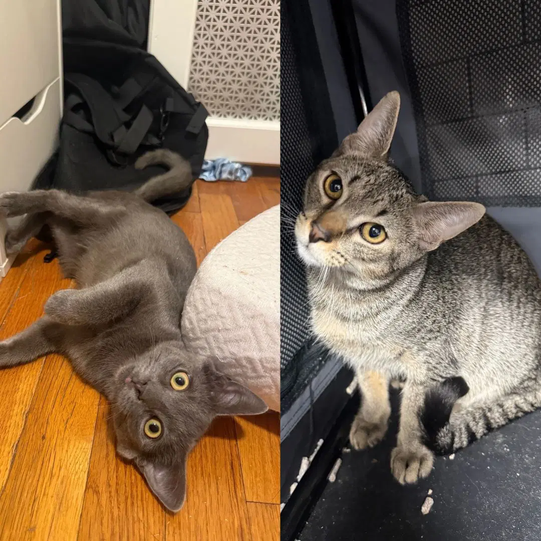 Hoyt  Zevia Zero - Domestic Short Hair