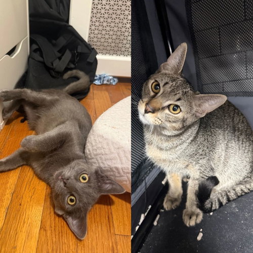 Hoyt & Zevia Zero, a cat for adoption from Brooklyn Bridge Animal Welfare Coalition, Inc.