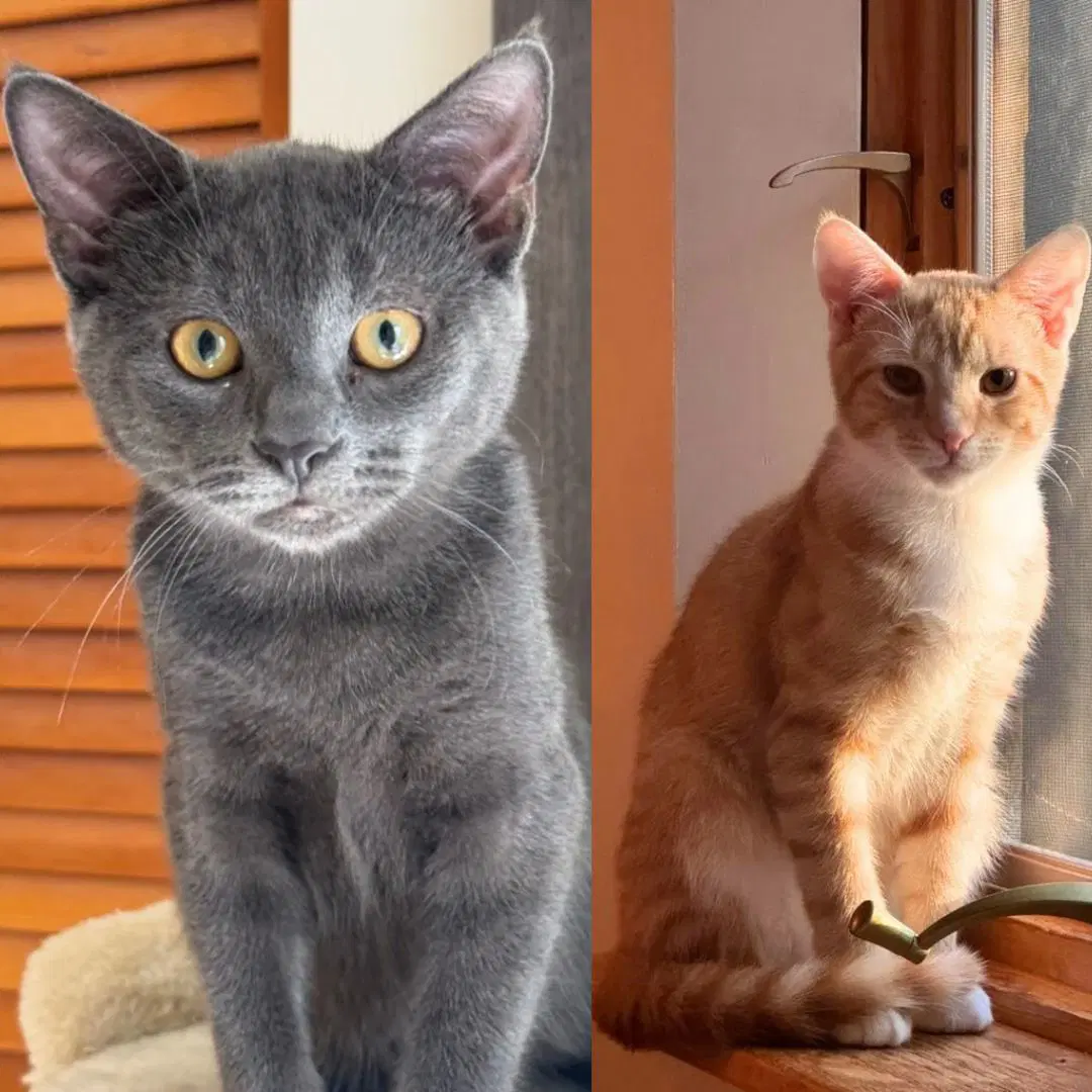 Poblano  Tabasco - Domestic Short Hair