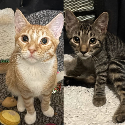 Scotch Bonnet & Paprika, a cat for adoption from Brooklyn Bridge Animal Welfare Coalition, Inc.