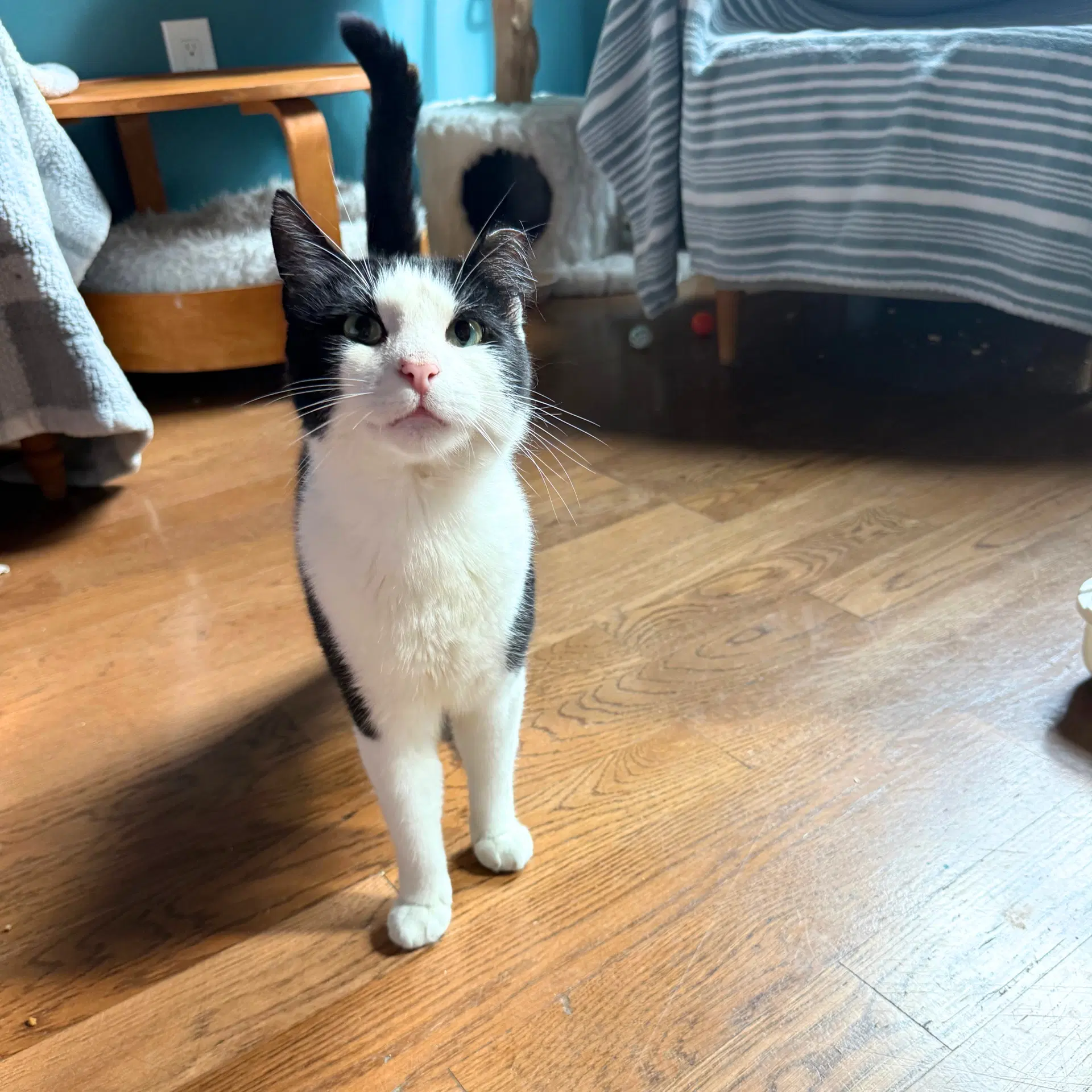 Little Bunny - Domestic Short Hair