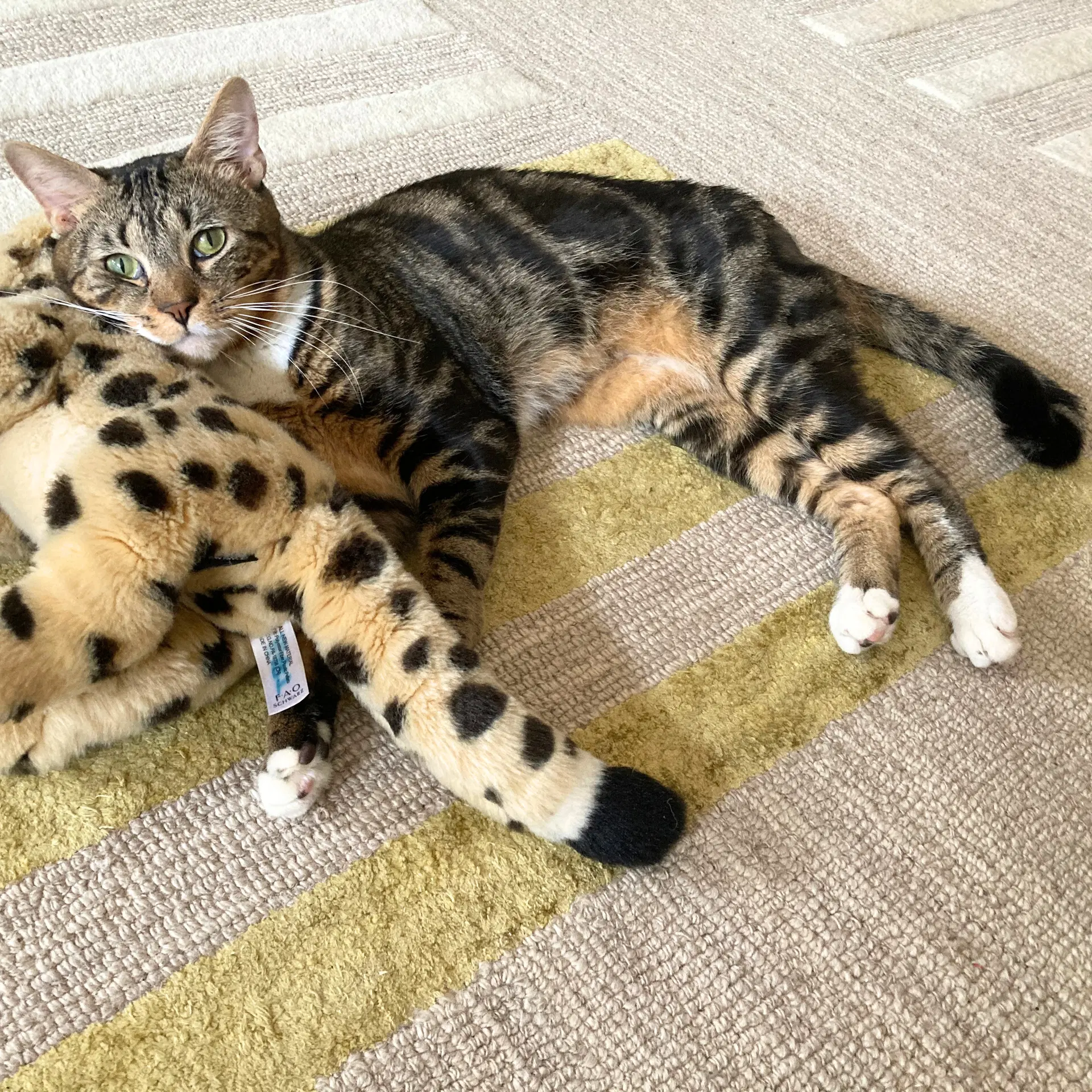 Vidalia - Domestic Short Hair