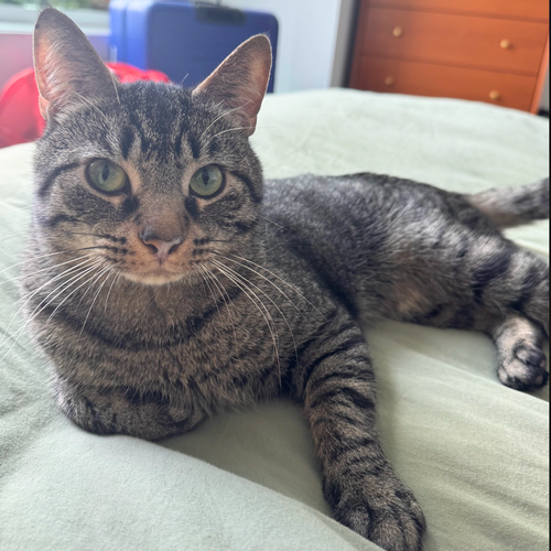 Theodore Friskies, a cat for adoption from Brooklyn Bridge Animal Welfare Coalition, Inc.