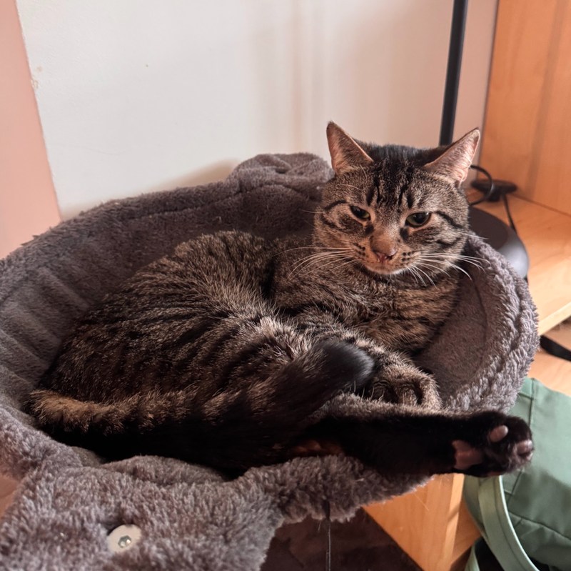 Theodore Friskies, photo 4