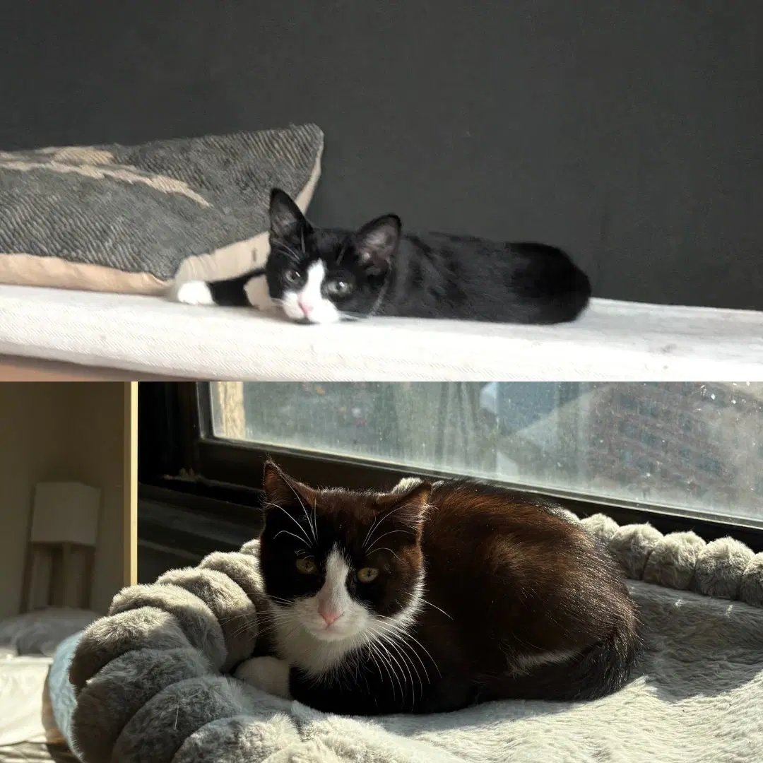 Pinto  Adzuki - Domestic Short Hair