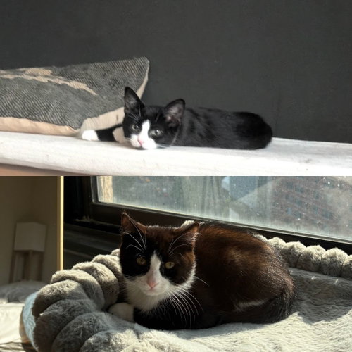 Pinto & Adzuki, a cat for adoption from Brooklyn Bridge Animal Welfare Coalition, Inc.