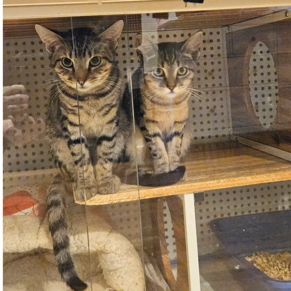 Deli  Demi - Domestic Short Hair