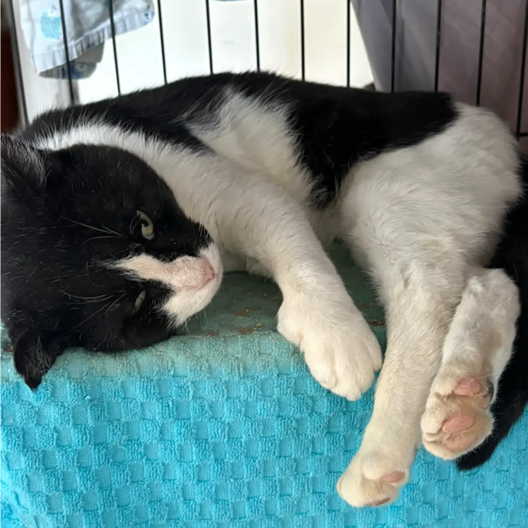 Six Toes - Domestic Short Hair