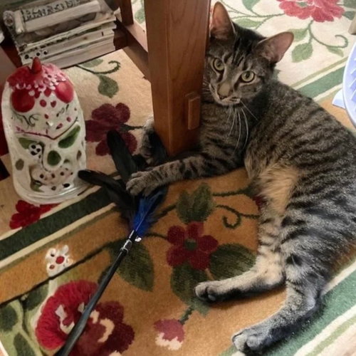 Barilla, a cat for adoption from Brooklyn Bridge Animal Welfare Coalition, Inc.