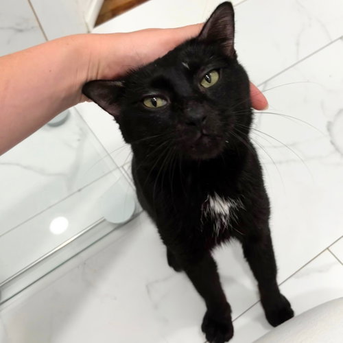 Mr. B, a cat for adoption from Brooklyn Bridge Animal Welfare Coalition, Inc.