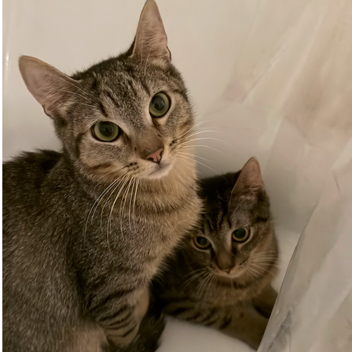 Banza & Rummo, a cat for adoption from Brooklyn Bridge Animal Welfare Coalition, Inc.