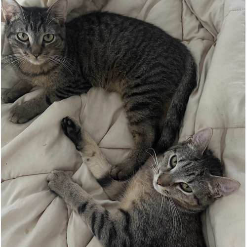 Photo 2 of Banza & Rummo