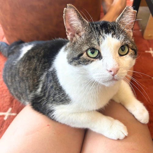 Meatball, a cat for adoption from Brooklyn Bridge Animal Welfare Coalition, Inc.