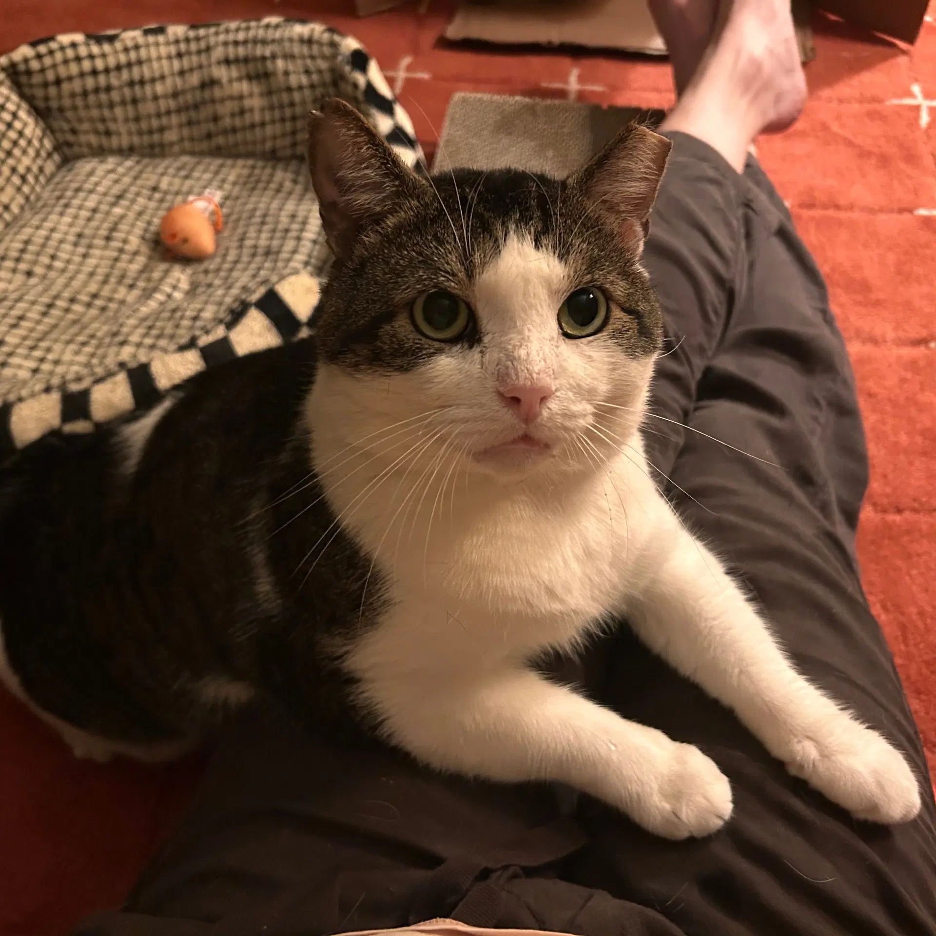 Meatball image 2