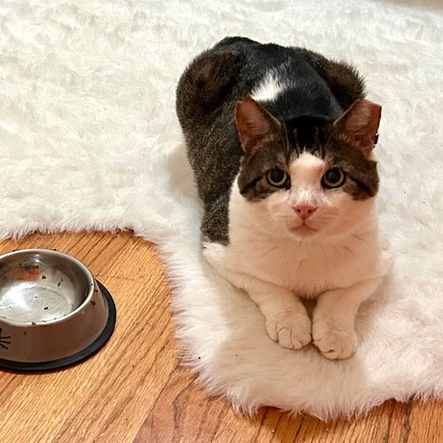 Photo 3 of Meatball