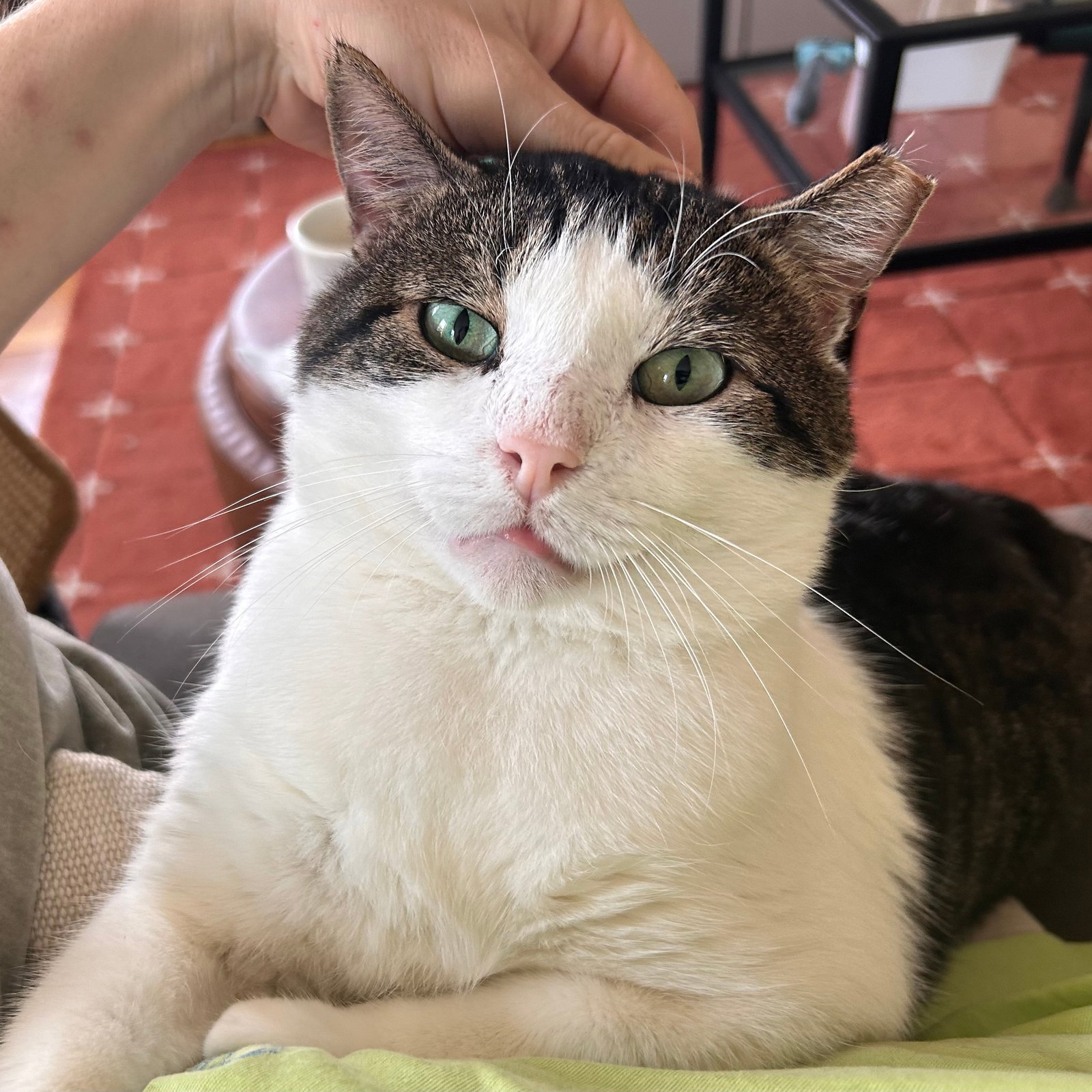 Meatball, photo 4