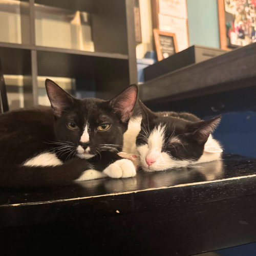 Captain Crunch & Lucky Charm, a cat for adoption from Brooklyn Bridge Animal Welfare Coalition, Inc.