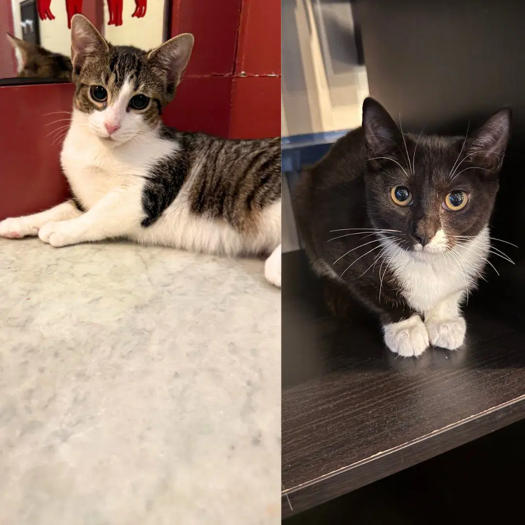 Count Chocula  Froot Loop - Domestic Short Hair