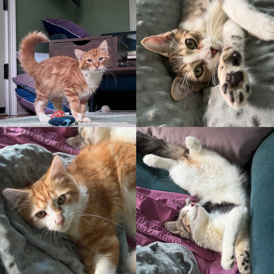 Caramel Brulee & The Starbucks Kittens!, Domestic Long Hair
