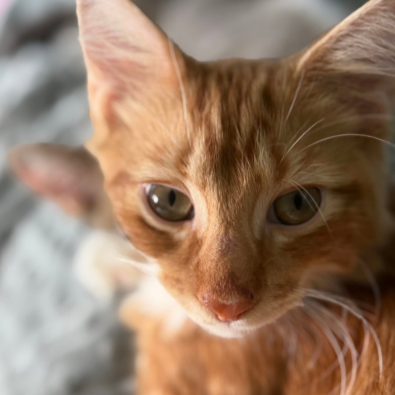 Caramel Brulee & The Starbucks Kittens, photo 5