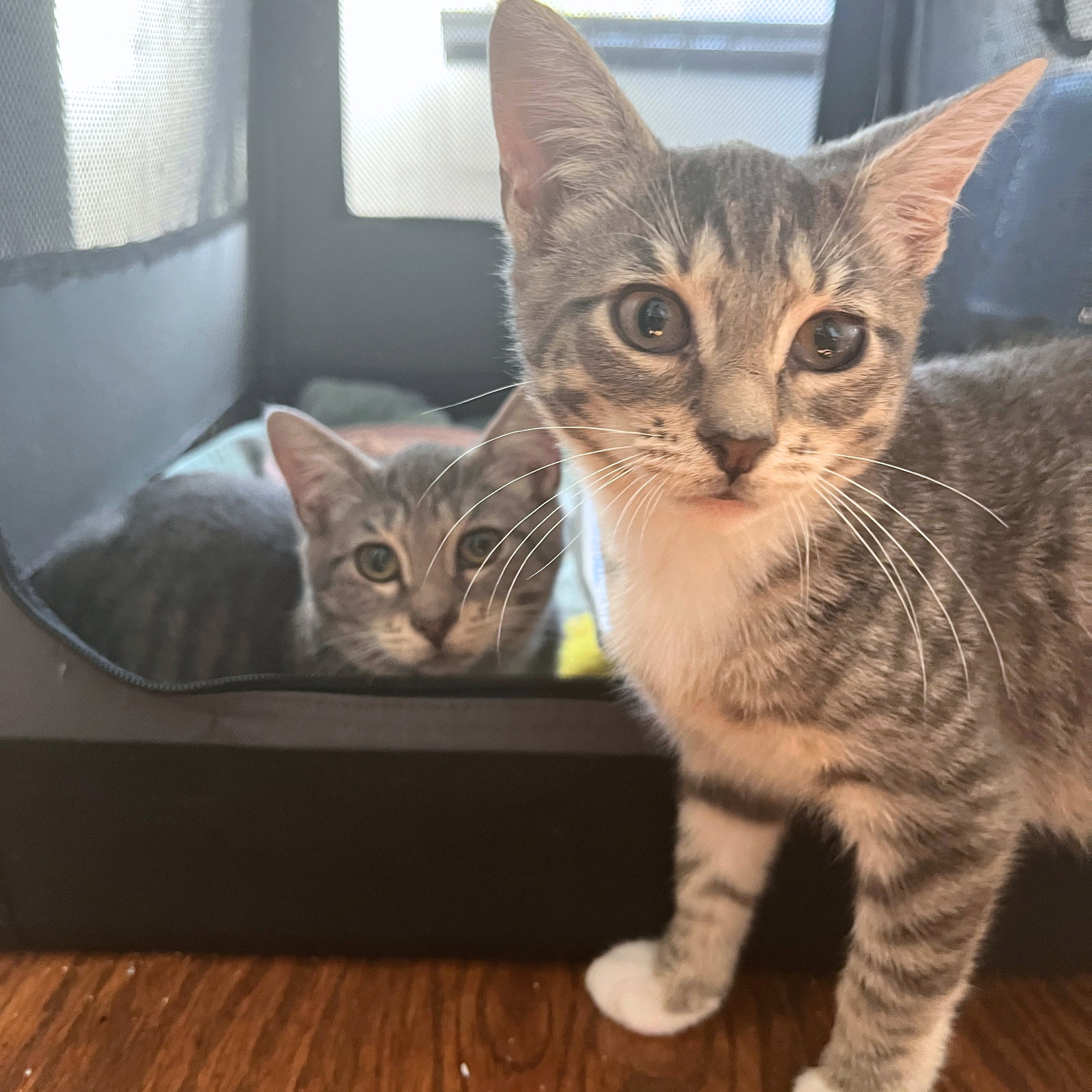 B&B Carousel & Eldorado Bumper Cars, Domestic Short Hair