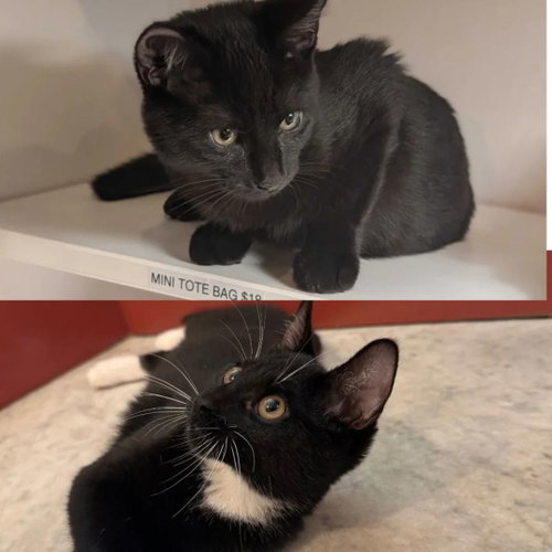 Nopal & Pescado, a cat for adoption from Brooklyn Bridge Animal Welfare Coalition, Inc.