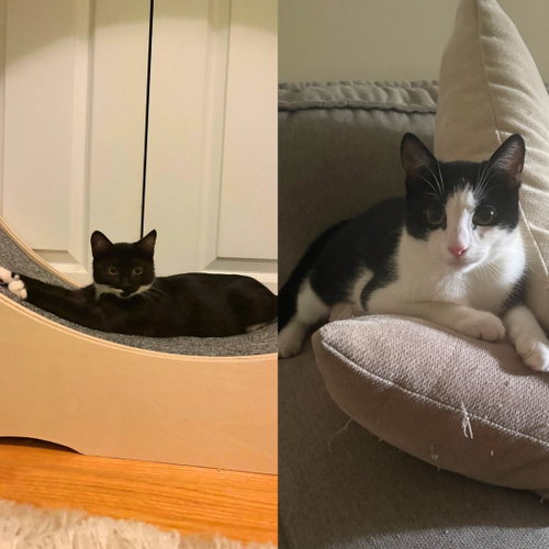 Ancho & Serrano, a cat for adoption from Brooklyn Bridge Animal Welfare Coalition, Inc.