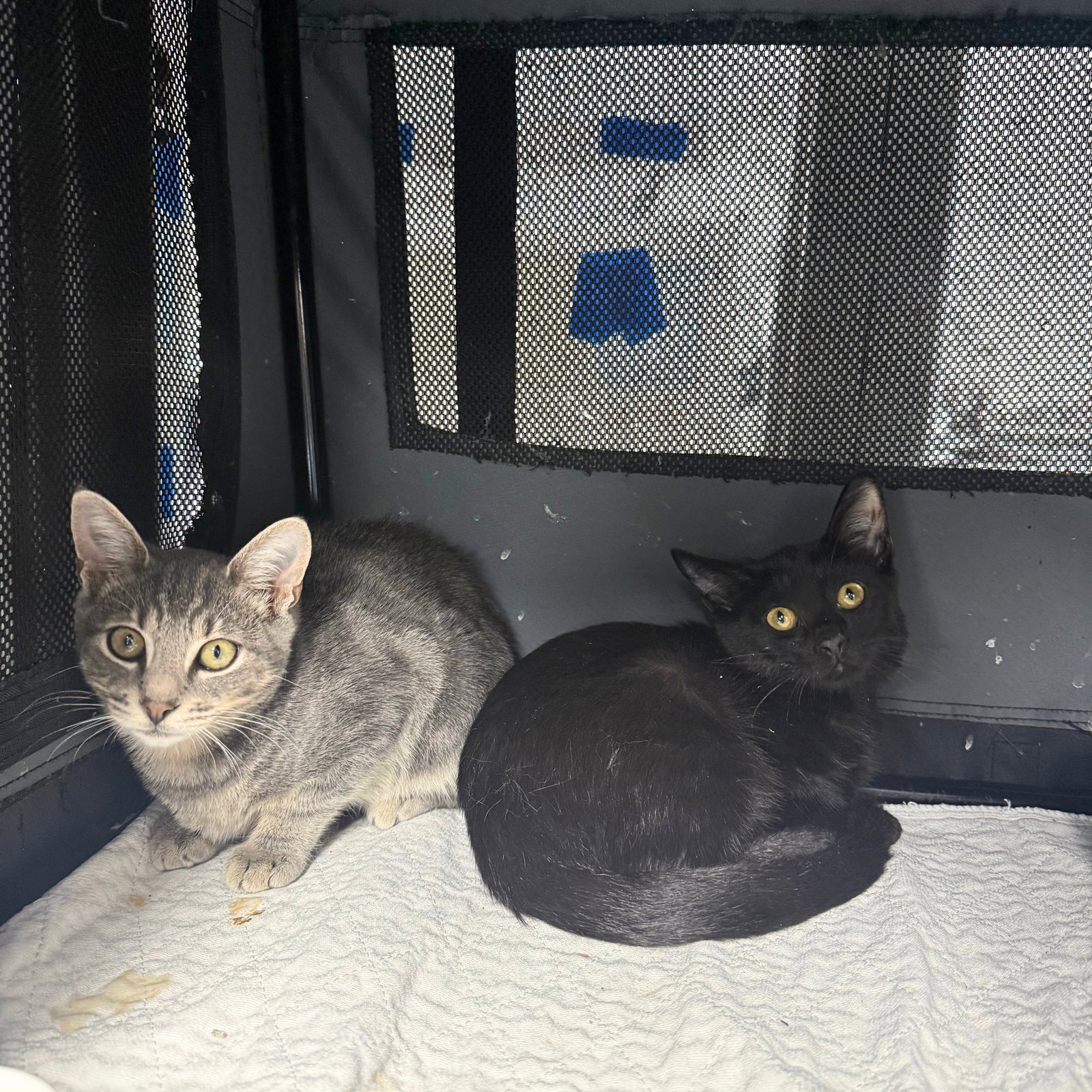 Bric a Brac & Knick Knack, Domestic Short Hair