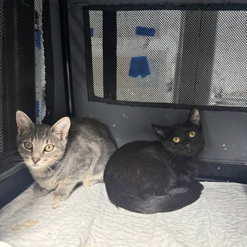 Bric a Brac & Knick Knack, a cat for adoption from Brooklyn Bridge Animal Welfare Coalition, Inc.