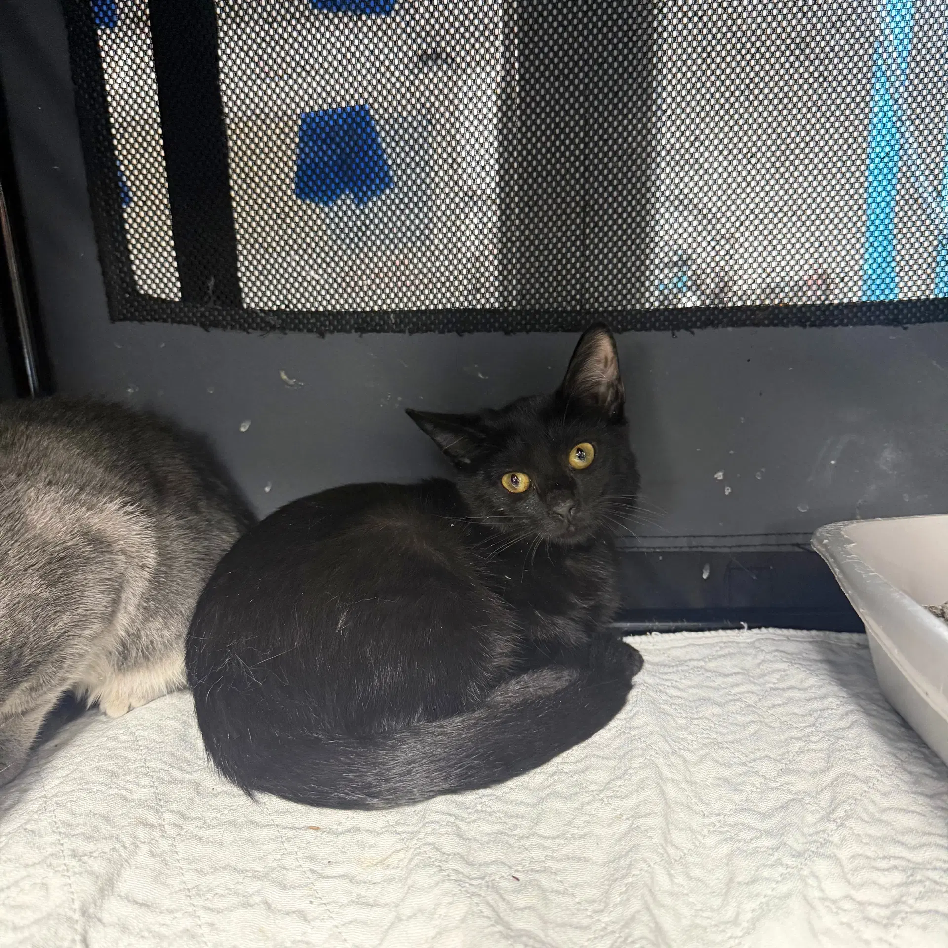 Bric A Brac  Knick Knack image 3