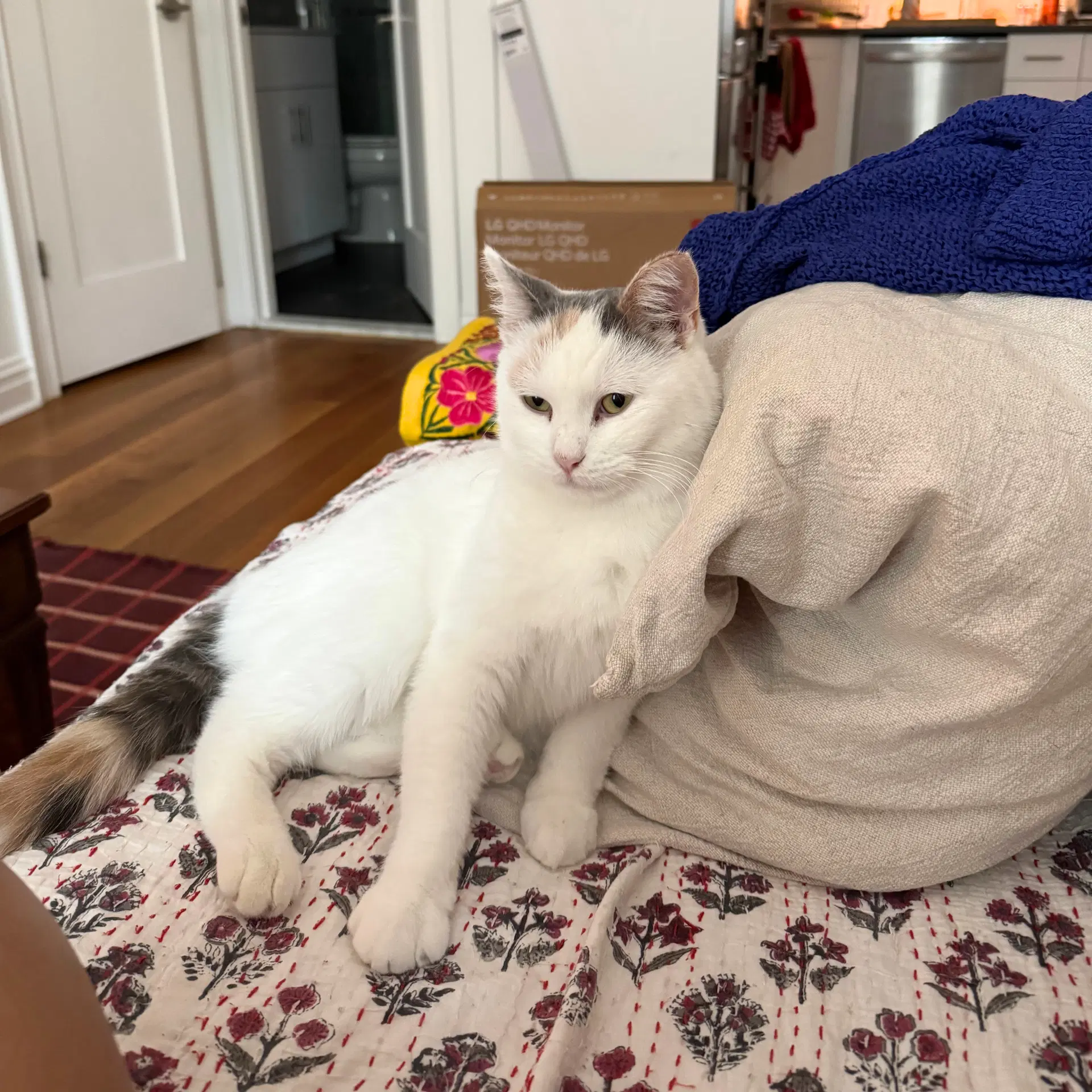 Cyprus - Domestic Short Hair