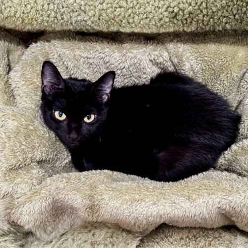 Tiffany, Domestic Short Hair