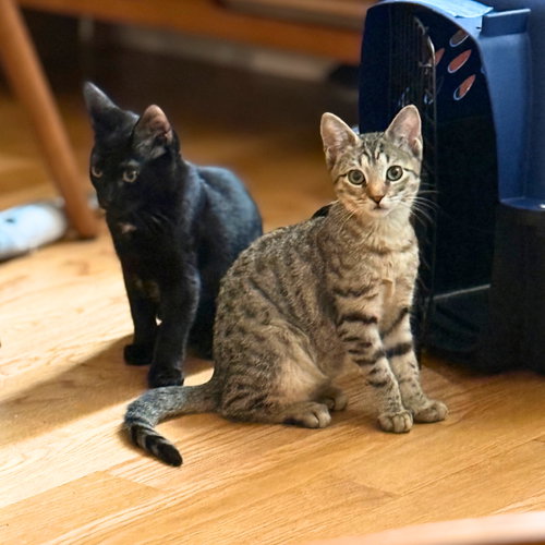 Super Soaker & Galaxy Blaster, Domestic Short Hair