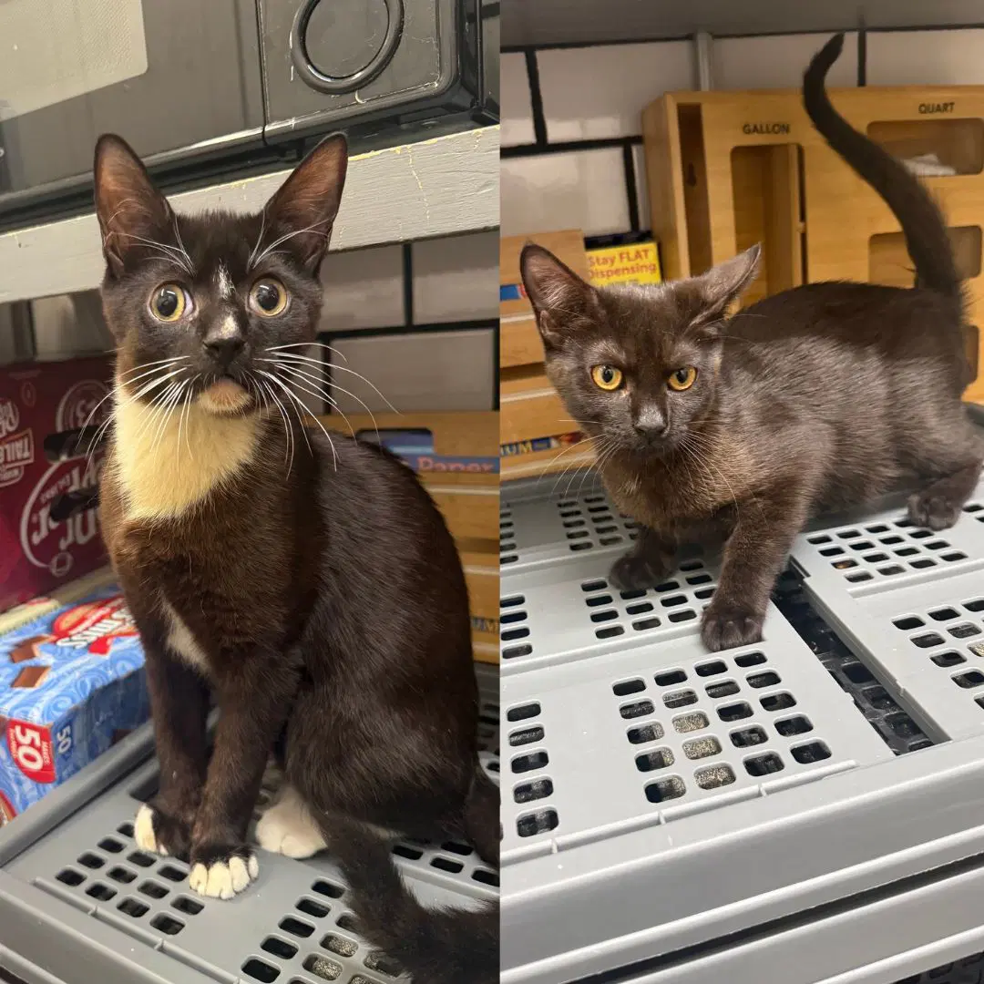 Ivanovitch  Pixy Stix - Domestic Short Hair