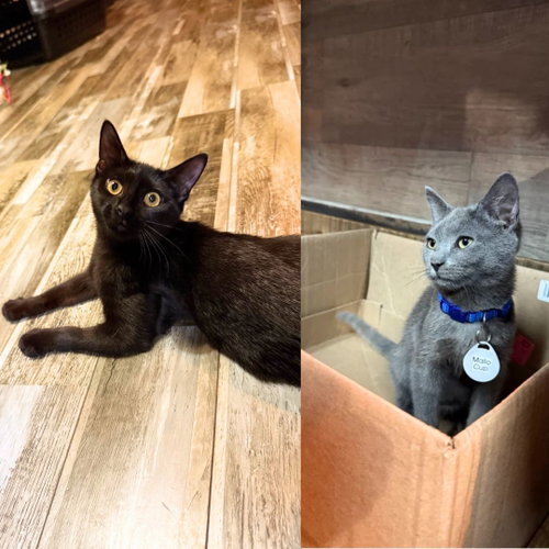 Mallo Cup & Pez, Domestic Short Hair