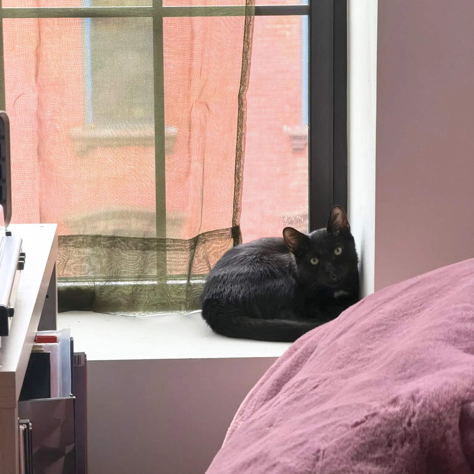 Saint - Domestic Short Hair