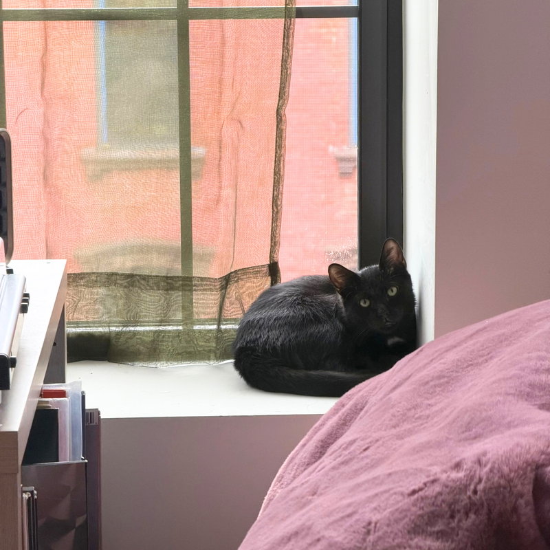 Saint, a young male cat up for adoption