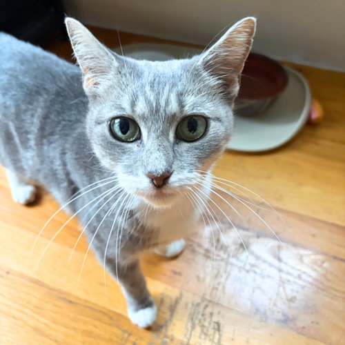 Mama Macedonia, Domestic Short Hair