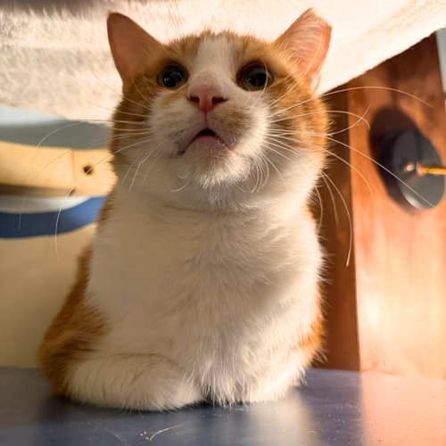 Draco, Domestic Short Hair
