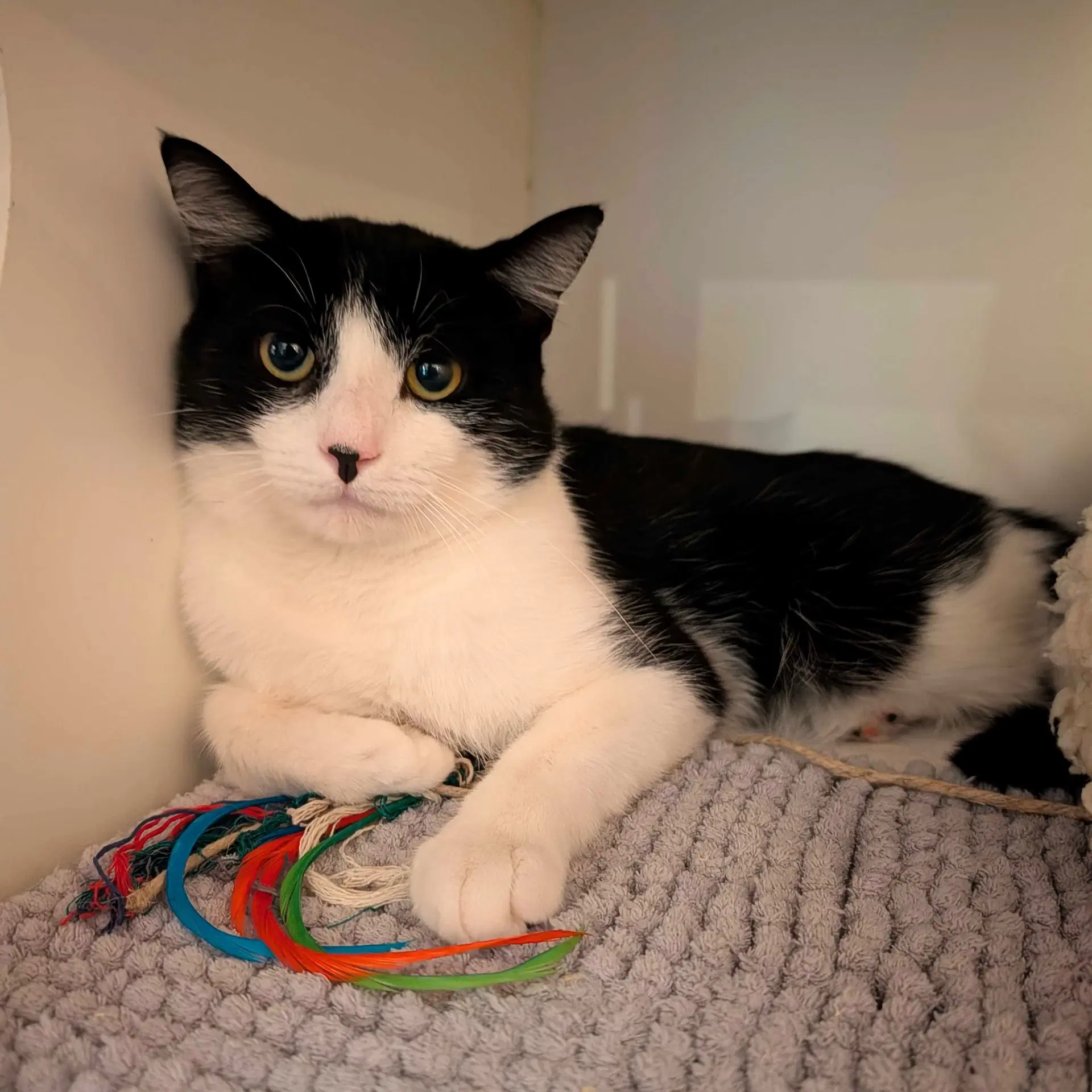 Ciliary - Domestic Short Hair